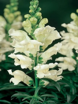 Snapdragon Liberty Classic White